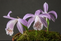 Pleione 'Mothers Day'
